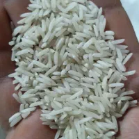 برنج شیرودی
