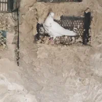 طوق الماسی ماده