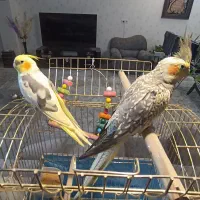 عروس نر دوکت لوتینو سخنگو|پرنده|قم, انسجام|دیوار