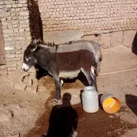 الاغ زایده|حیوانات مزرعه|نیشابور, خیام|دیوار