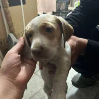 واگذاری سگ پوینتر شکاری المانی|سگ|قائم‌شهر, |دیوار