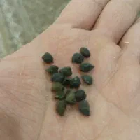 فروش نخود سیاه