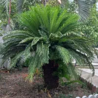 سیکاس