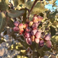 فروش ۳ ساعت چاه عمیق با درخت پسته