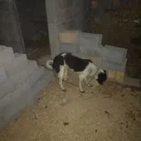 واگذاری توله ۵ماهه ماده قدر جون