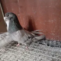 نوک قنار|پرنده|خزل, |دیوار