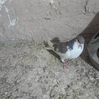 کفتر پرشی|پرنده|نیشابور, حقیه|دیوار