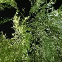 کود اوره