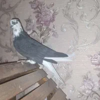 کبوتر پر (۵عدد)|پرنده|شهرکرد, |دیوار