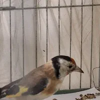 سهره نربستان آبادیقه سفیدنشون دارمعاوضه هم دارم|پرنده|کرج, کمالشهر|دیوار