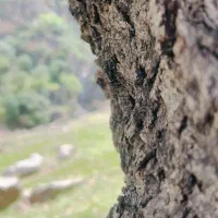 طبیعت گرد و شیراز گردی