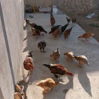فروش مرغ و خروس محلی|حیوانات مزرعه|یاسوج, |دیوار