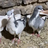 کفتر جفتی و پرشی همه رنگی|پرنده|آبیک, |دیوار