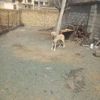 سگ افقان
