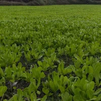 نشا کاهو (سرپیچ)