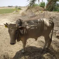 گاو|حیوانات مزرعه|کهنوج, |دیوار