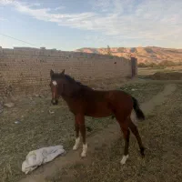کره اسب کرد اصیل