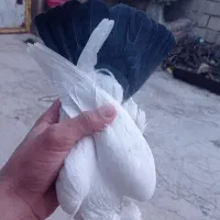 کفتر|پرنده|اردل, |دیوار