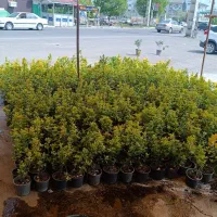 شمشاد طلایی