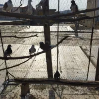 کبوتر تهرانی|پرنده|ملکشاهی, |دیوار