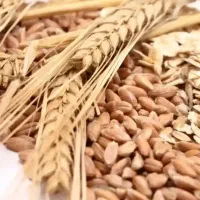 فروش بذر گندم کالیفرنیا