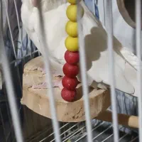 جفت عروس هلندی