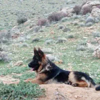 سگ ژرمن