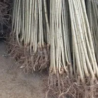 نهالستان فروش نهال بدون واسطه  مستقیم از نهالستان