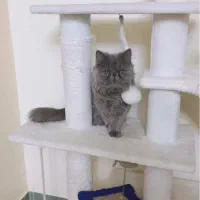 گربه برشین سوپر فلت اگزوتیک شجره دار به رنگ بلو