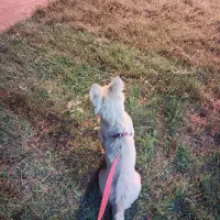 اشپیتز روباهی
