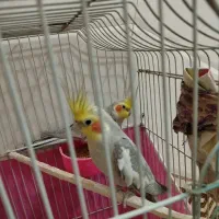 پرنده عروس نر|پرنده|قم, نوبهار|دیوار