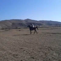 اسب|اسب و تجهیزات اسب‌سواری|ارشق, |دیوار