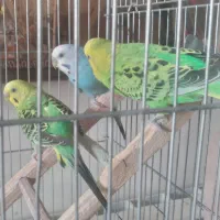 مرغ عشق|پرنده|تهران, سنائی|دیوار