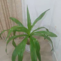 گل اشک ملکه