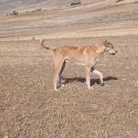 سگ سراب