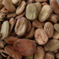 لوبیا خشک|خوردنی و آشامیدنی|تهران, عباسآباد|دیوار