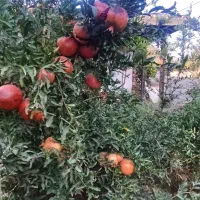 ویلا خونه باغ زیتون طارم.