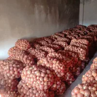 پیاز. انباری تناژ بالا