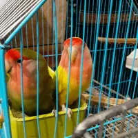 طوتی مرغ عشق فنچ|پرنده|آبادان, |دیوار