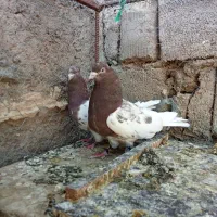 کفترکله ای طوقی سینه ای دم سفید چند تا جوجه کله ای