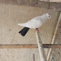 کبوتر دم ذغالی کاکلی|پرنده|تهران, افسریه شمالی|دیوار