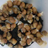 اچاتینا  اچاتینا