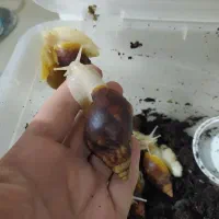 حلزون آلبینو|خزنده|کرج, شهرک بنفشه|دیوار