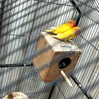 ۲ جفت کوتوله با جوجه یک جفت زرد یک جفت آبی کاربنی