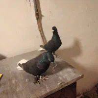 فروش جفت زاغ دمسفید|پرنده|شاهرود, |دیوار