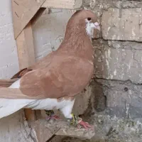 کبوتر گلی سینه سفید