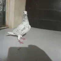کبوتر سار سرور