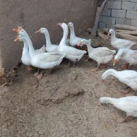 10عدد قوغاز قیمت دونه 1500|حیوانات مزرعه|سیمینه, |دیوار