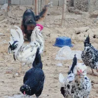 تخم نطفه دار مرغ گلین اصل