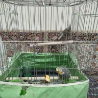 عروس هلندی|پرنده|الوند, |دیوار